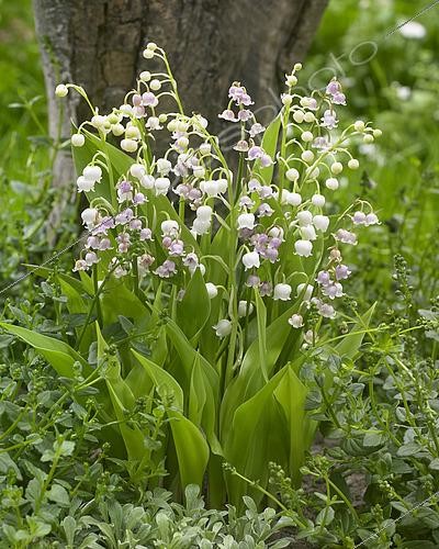 Biosphoto | 2536488 | Muguet de Mai, Convallaria majalis, rose et blanc en mélange | &copy; Visions Pictures / Biosphoto