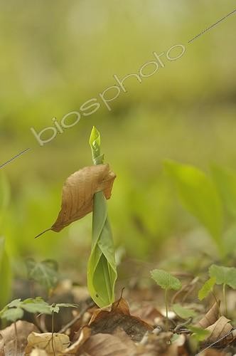 Biosphoto | 1624475 | Muguet de mai poussant à travers une feuille de hêtre France | &copy; Robin Monchâtre / Biosphoto