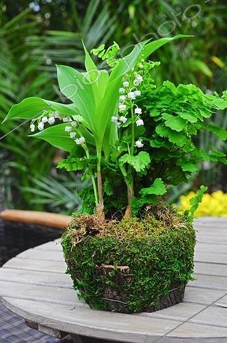 Biosphoto | 910063 | Muguet en fleur sur une terrasse de jardin | &copy; Frédéric Didillon / Biosphoto