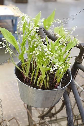 Biosphoto | 2051549 | Muguet planté dans un seau en zinc sur une bicyclette | &copy; Visions Pictures / Biosphoto