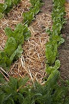 Biosphoto | 1158813 | Mulching of straw on endives in an organic kitchen garden | &copy; NouN / Biosphoto