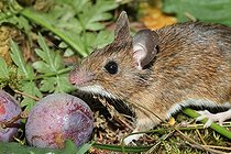 Biosphoto | 1249037 | Mulot à collier roux  Saint-Etienne de Crossey en été France | &copy; Jean-François Noblet / Biosphoto