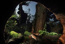 Biosphoto | 2081566 | Mulot rayé (Apodemus agrarius) parmi les racines d'un'arbre rentrant chez lui avec une noix d'un arbre voisin. | &copy; Zoltan Ritzel / Biosphoto