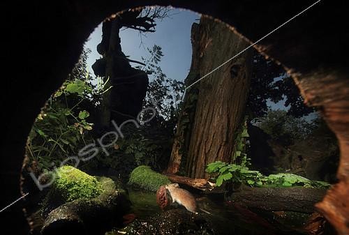 Biosphoto | 2081566 | Mulot rayé (Apodemus agrarius) parmi les racines d'un'arbre rentrant chez lui avec une noix d'un arbre voisin. | &copy; Zoltan Ritzel / Biosphoto