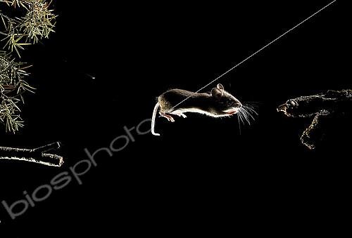 Biosphoto | 2148369 | Mulot sylvestre (Apodemus sylvaticus) sautant de nuit, Huesca, Espagne | &copy; Jorge Ruiz del Olmo / Biosphoto