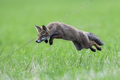 Biosphoto | 894389 | Mulotage of a fox to catch a vole France ;   | &copy; Fabrice Cahez / Biosphoto