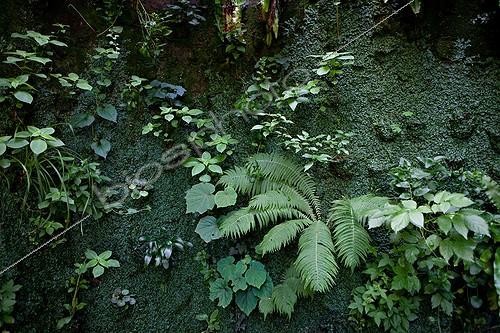 Biosphoto | 891718 | Mur végétal au Jardin des Paradis Cordes-sur-Ciel Tarn | &copy; Philippe Giraud / Biosphoto