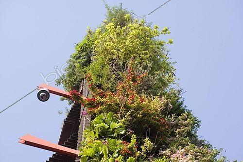 Biosphoto | 427945 | Mur végétal au Musee des Arts Premiers Paris France ; Localité : Quai Branly. Réalisation de Patrick Blanc. Architecture de Jean Nouvel. | &copy; Claudius Thiriet / Biosphoto