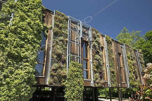 Biosphoto | 2451659 | Mur végétalisé, école du Parc, Obernai, France | &copy; Frédéric Tournay / Biosphoto