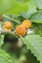 Biosphoto | 2546759 | Mûre de Ronce maigre (Rubus macilentus), une ronce asiatique, Tarn et Garonne, France | &copy; Jean-Michel Groult / Biosphoto