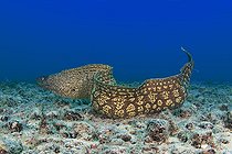 Biosphoto | 2587163 | Murène de Méditerranée (Muraena helena), Fuerteventura, Canaries, | &copy; Sergio Hanquet / Biosphoto