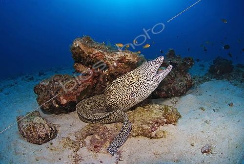 Biosphoto | 2148841 | Murène léopard (Gymnothorax favagineus), dans le récif, Madagascar, Océan Indien. | &copy; Jean-Michel Mille / Biosphoto