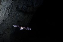 Biosphoto | 2588312 | Murin à moustaches (Myotis mystacinus) en vol à la sortie d'une cavité dans le Calvados, Normandie, France | &copy; Michael Adam / Biosphoto
