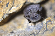 Biosphoto | 2621513 | Murin à moustaches (Myotis mystacinus) recouvert d'une fine couche de rosée durant l'hibernation en cavité, France | &copy; Christophe Perelle / Biosphoto