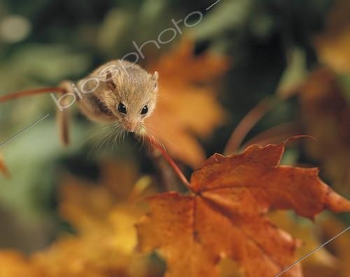 Biosphoto | 5962 | Muscardin sur une feuille Suède | &copy; Bengt Lundberg / Biosphoto