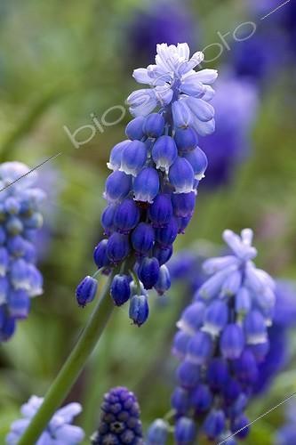 Biosphoto | 2076763 | Muscari d'Arménie (Muscari armeniacum) fleurs | &copy; Frédéric Tournay / Biosphoto