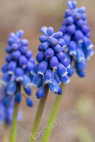 Biosphoto | 2498554 | Muscari d'Arménie (Muscari armeniacum), Gard, France | &copy; Marie Aymerez / Biosphoto