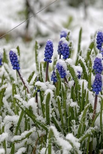 Biosphoto | 294586 | Muscari en fleurs sous la neige des giboulées de mars France | &copy; Denis Bringard / Biosphoto