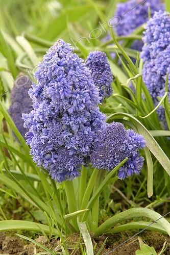 Biosphoto | 83707 | Muscari  Fantasy Creation  au printemps ; Longue floraison de plus d'un mois | &copy; Hervé Lenain / Biosphoto