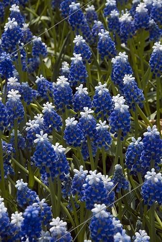 Biosphoto | 1779974 | Muscaris en fleur dans un jardin | &copy; DIGIT images / Biosphoto