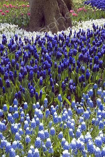 Biosphoto | 1779975 | Muscaris en fleur dans un jardin | &copy; DIGIT images / Biosphoto
