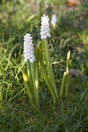 Biosphoto | 1561861 | Muscaris in bloom in a garden | &copy; Gilles Le Scanff & Joëlle-Caroline Mayer / Biosphoto