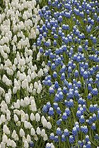 Biosphoto | 1135260 | Muscaris 'White Magic' and 'Mount Hood' in bloom in a park | &copy; Hervé Lenain / Biosphoto