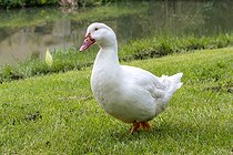Biosphoto | 2601312 | Muscovy duck, white farm breed, walking on the grass by the river Baïse, Gers, Gascony, France | &copy; Marie Aymerez / Biosphoto