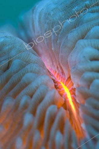 Biosphoto | 1988783 | Mushroom coral detail - New Caledonia | &copy; Tobias Bernhard Raff / Biosphoto