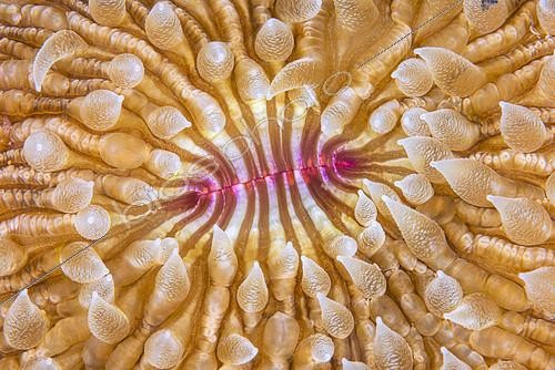 Biosphoto | 2605998 | Mushroom coral, night dive on the m'bouenatsa drop-off, Mayotte | &copy; Gabriel Barathieu / Biosphoto