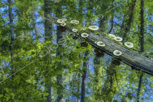 Biosphoto | 2419293 | Mushrooms on a floating trunk in a swamp. Lentinus fungus (Lentinus tigrinus) saprophytic species break down a floating trunk in spring, Marais de Lavours, Ain, France | &copy; Jean-Philippe Delobelle / Biosphoto