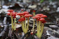 Biosphoto | 490746 | Mushrooms on the ground Way Kambas National Park Sumatra | &copy; Cyril Ruoso / Biosphoto