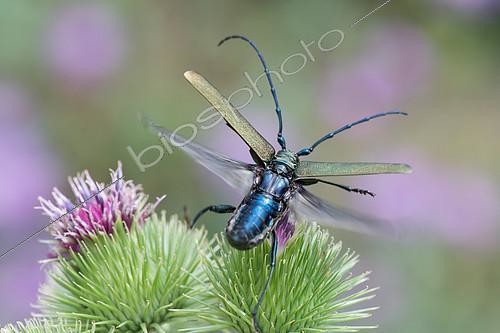 Biosphoto | 2415749 | Musk Beetle (Aromia moschata) flying away from a Burdock (Arctium sp), France | &copy; Stéphane Vitzthum / Biosphoto