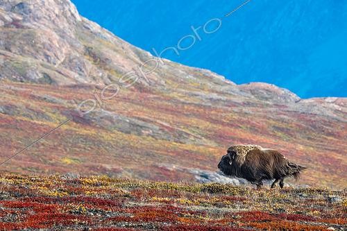 Biosphoto | 2564275 | Musk ox (Ovibos moschatus) running on the autumn tundra of Scoresby Sound, Greenland | &copy; Raphaël Sané / Biosphoto