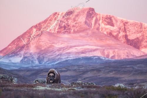 Biosphoto | 2100111 | Muskox (Ovibos moschatus) during an october sunrise in the Dovrefjell-Sunndalsfjella nationalpark’s tundra, Norway | &copy; Emile Séchaud / Biosphoto