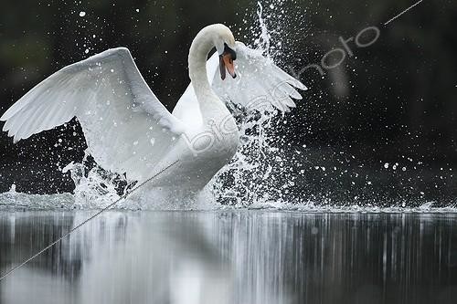 Biosphoto | 2007864 | Mute Swan and splashes - Alsace France | &copy; Christophe Ravier / Biosphoto