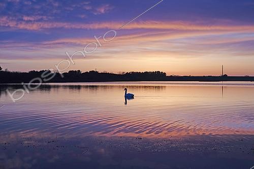 Biosphoto | 2612430 | Mute swan (Cygnus olor) against the light at dusk in a marsh at the Tour Carbonnière in winter, Saint-Laurent-d'Aigouze, Camargue Gardoise, Gard, Occitanie, France | &copy; Yves Noto Campanella / Biosphoto