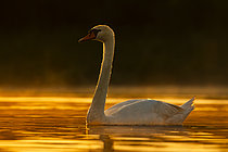 Biosphoto | 2609037 | Mute swan (Cygnus olor) on the water at dusk, Sologne pond, Loir-et-Cher, Centre-Val de Loire, France | &copy; Guy Van Langenhove / Biosphoto