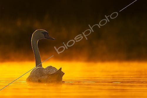 Biosphoto | 2609039 | Mute swan (Cygnus olor) on the water at dusk, Sologne pond, Loir-et-Cher, Centre-Val de Loire, France | © Guy Van Langenhove / Biosphoto