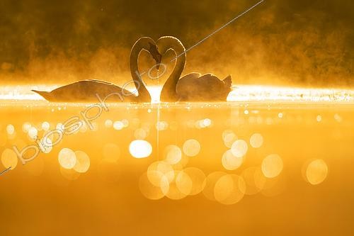 Biosphoto | 2550412 | Mute Swan (Cygnus olor) pair on the water, love, Alsace, France | © Olivier Gutfreund / Biosphoto
