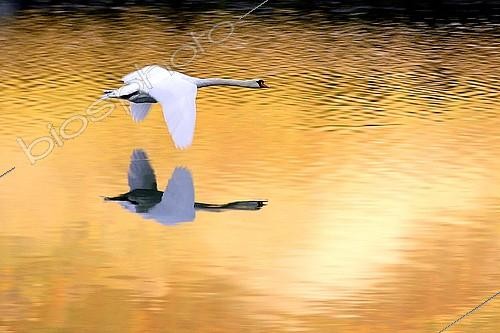 Biosphoto | 339844 | Mute Swan in flight in the light of the autumn France ; Above a pond | &copy; Jean-Philippe Delobelle / Biosphoto