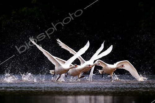 Biosphoto | 2602331 | Mute Swans (Cygnus olor) taking off from the Loire, near Cosne-sur-Loire, Nièvre, France | &copy; Pierre Vernay / Biosphoto