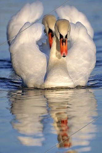 Biosphoto | 2042966 | Mute Swans on the water - Lorraine France ; Pre-nuptial intimidation position  | &copy; Michel Poinsignon / Biosphoto