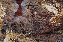Biosphoto | 2621377 | Mycelial network and fungi formed on decaying wood, Chevinay, Rhône, France. | &copy; Philippe Lebeaux / Biosphoto