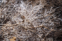 Biosphoto | 2621375 | Mycelial network beaded with droplets of water on decaying wood, Chevinay, Rhône, France. | &copy; Philippe Lebeaux / Biosphoto