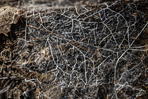 Biosphoto | 2621368 | Mycelial network on decomposing wood, Saint-Pierre-La-Palud, Rhône, France. | &copy; Philippe Lebeaux / Biosphoto