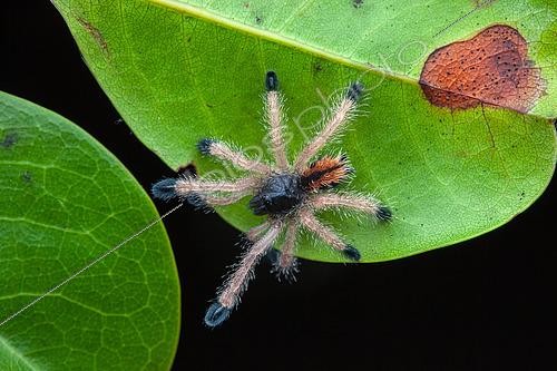 Biosphoto | 2465616 | Mygale matoutou (Avicularia avicularia), juvenile sur une feuille, Pripris de Yiyi, Guyane | &copy; Frank Deschandol & Philippe Sabine / Biosphoto