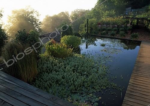 Biosphoto | 997345 | Myriophylle du Brésil et Massettes dans le Jardin d’Eau Tarn ; Création : A. Maurières & E. Ossart | &copy; Gilles Le Scanff & Joëlle-Caroline Mayer / Biosphoto