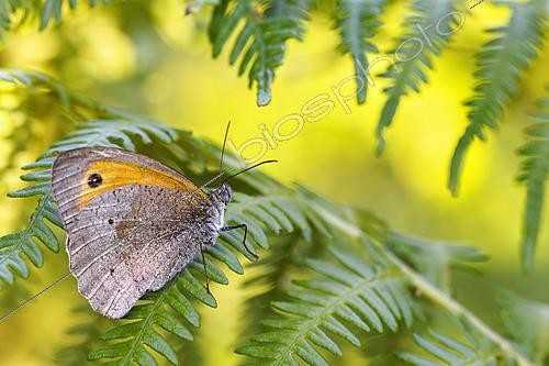 Biosphoto | 2626485 | Myrtil (Maniola jurtina) posé sur une Fougère aigle (Pteridium aquilinum) un soir d'été, Auvergne, France | &copy; Monique Morin / Biosphoto