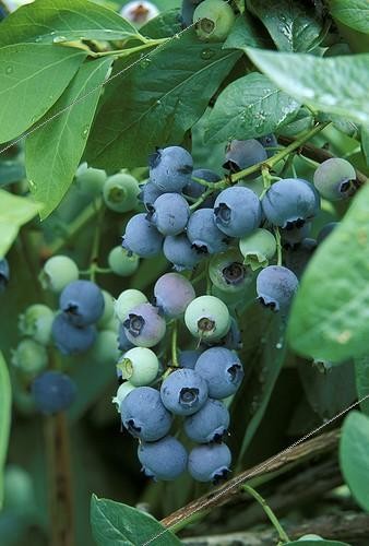 Biosphoto | 9453 | Myrtilles sur branche France | &copy; Hervé Lenain / Biosphoto
